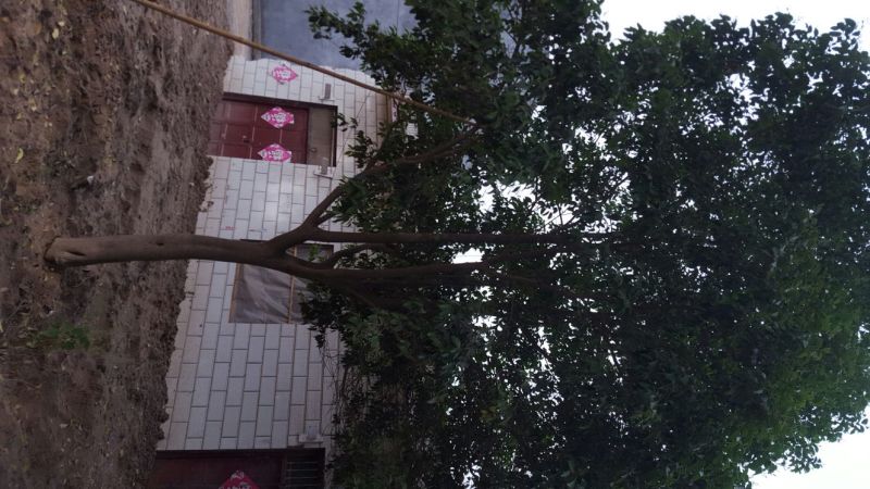 大叶女贞8~10cm