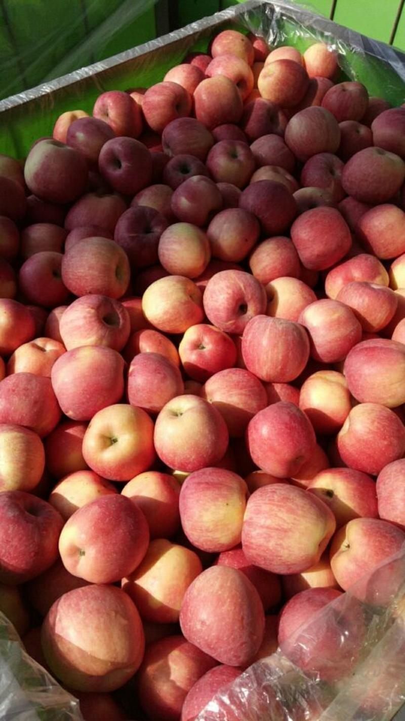 苹果/山东红富士苹果/水晶红富士苹果/山东苹果全国发货