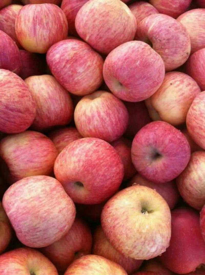 苹果/山东红富士苹果/水晶红富士苹果/山东苹果全国发货
