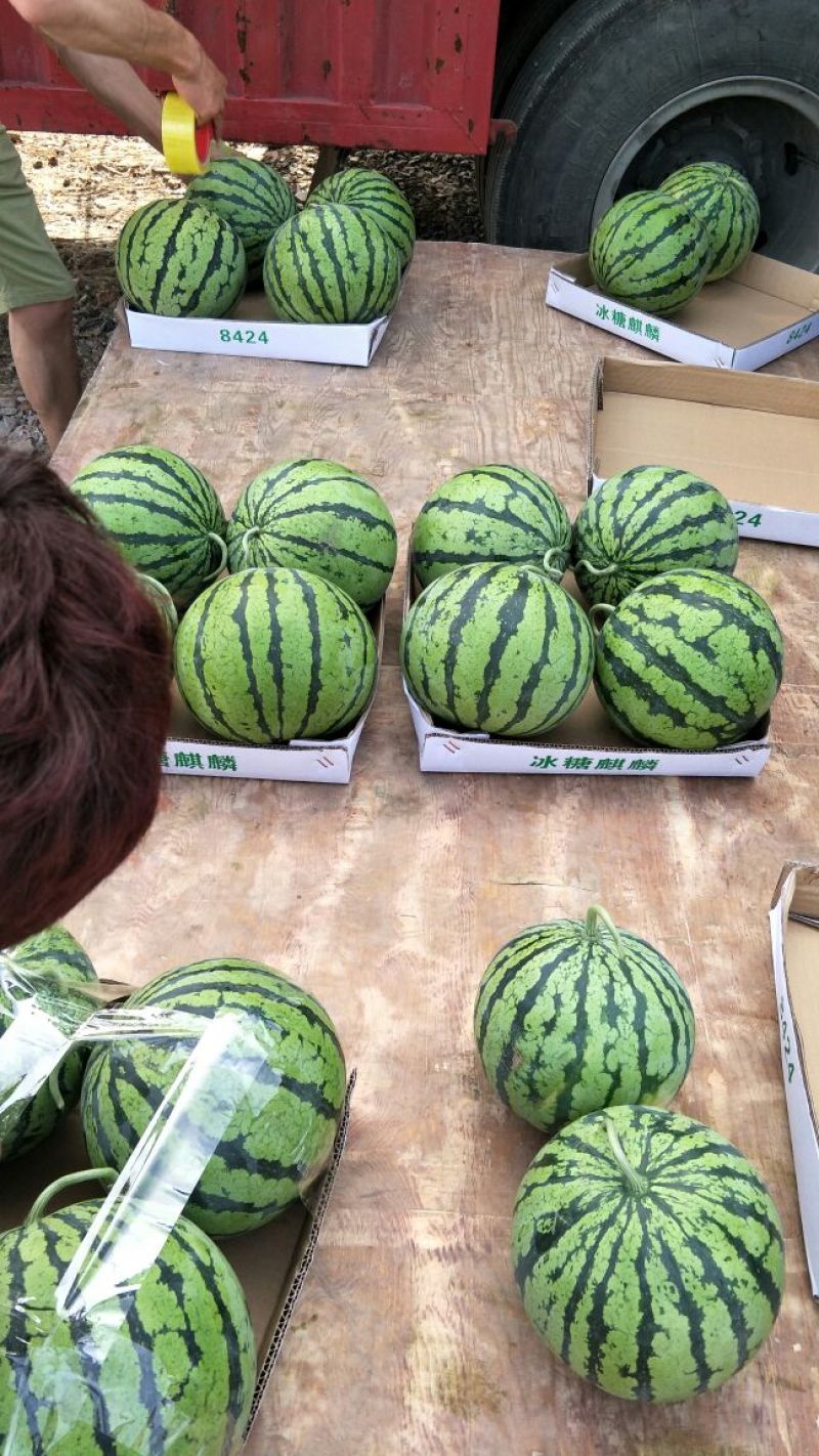 麒麟西瓜6斤打底8成熟1茬