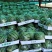 麒麟西瓜6斤打底8成熟1茬
