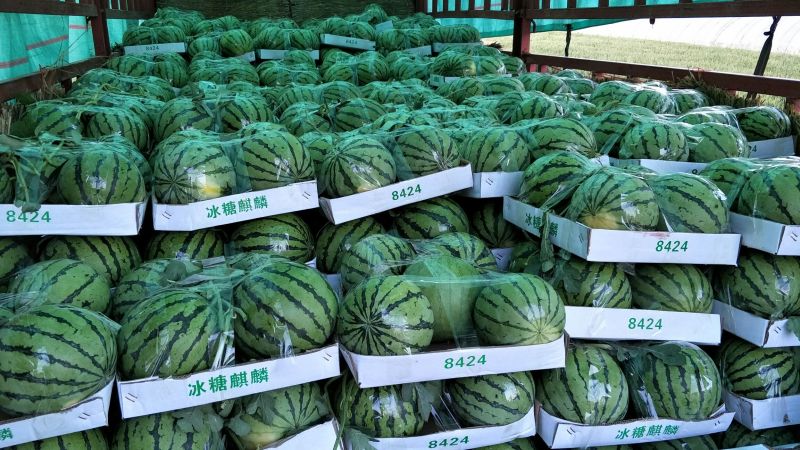 麒麟西瓜6斤打底8成熟1茬