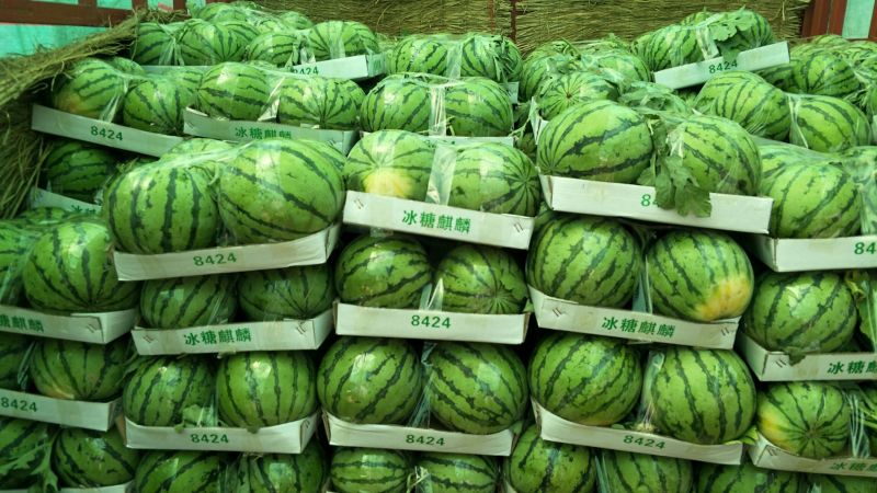 麒麟西瓜6斤打底8成熟1茬