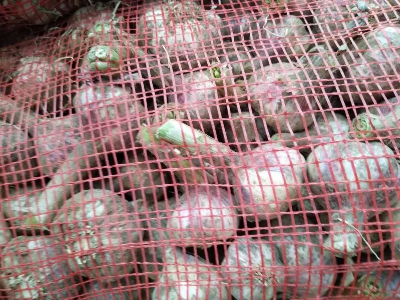 大蒜4.5cm鲜蒜