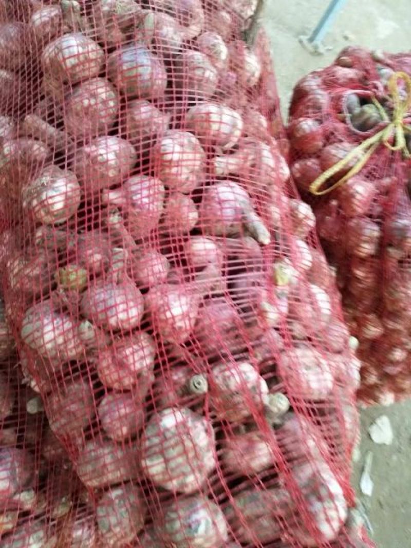 大蒜4.5cm鲜蒜