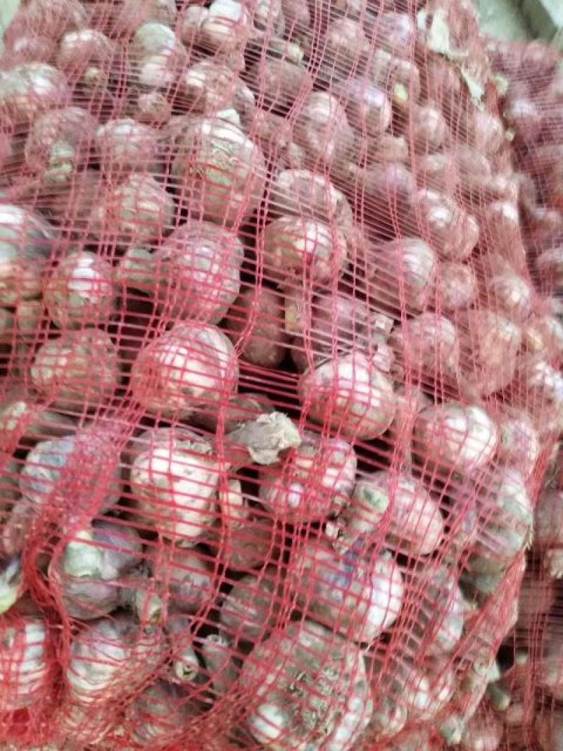 大蒜4.5cm鲜蒜