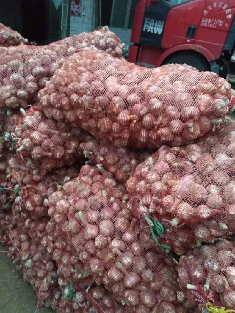 大蒜4.5cm鲜蒜