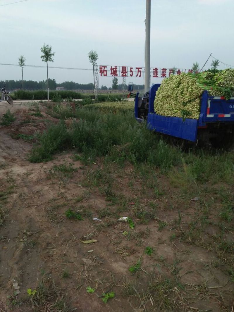 美国胜利西芹55公分以上