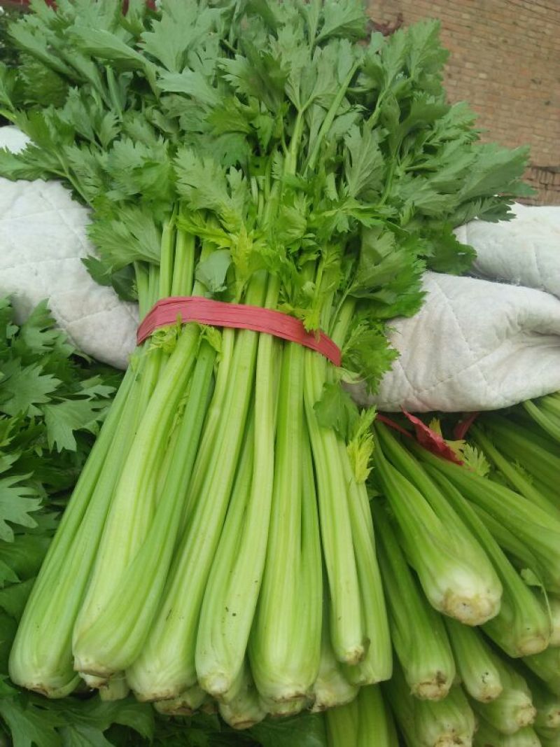 美国胜利西芹55公分以上