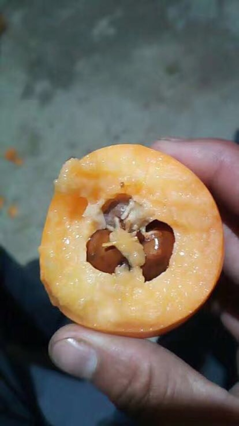 大五星枇杷