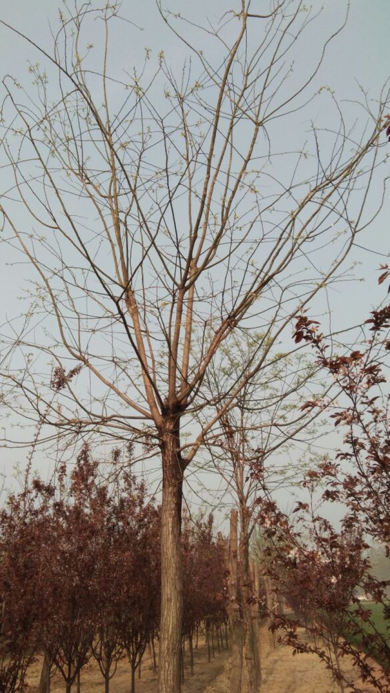 国槐1~2米4~6cm4~6cm