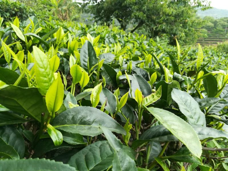 一级绿茶（十号青茶，一级烘青沁润香螺）
