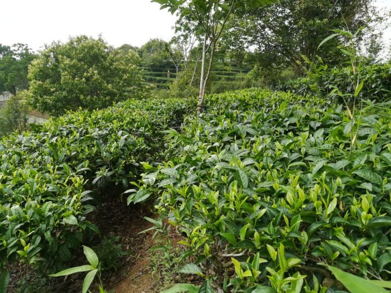 一级绿茶（十号青茶，一级烘青沁润香螺）