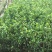菠萝蜜苗植生树