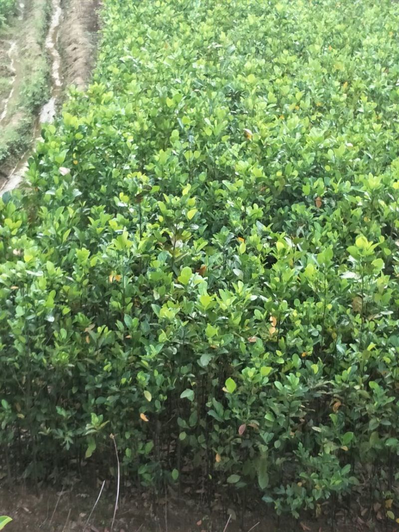 菠萝蜜苗植生树