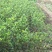 菠萝蜜苗植生树