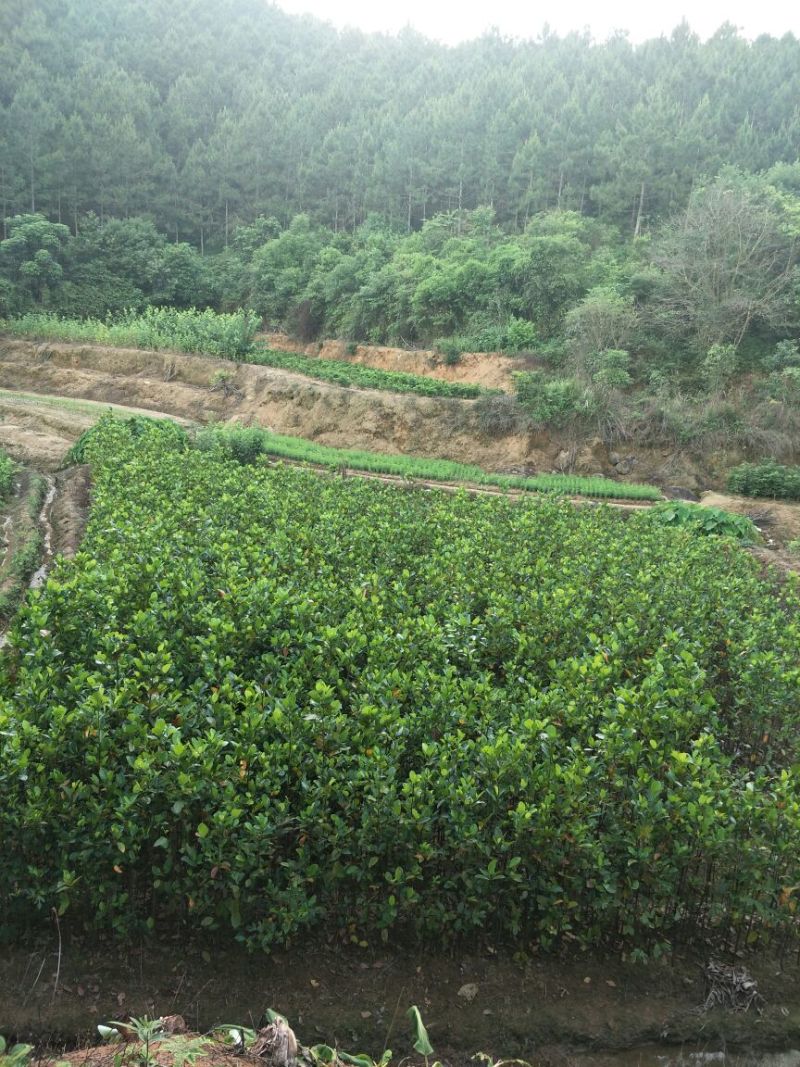 菠萝蜜苗植生树