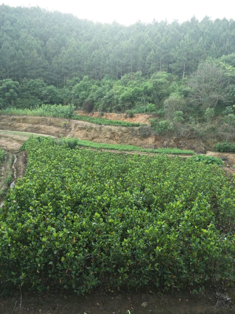 菠萝蜜苗植生树