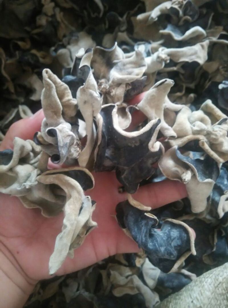 干木耳一级