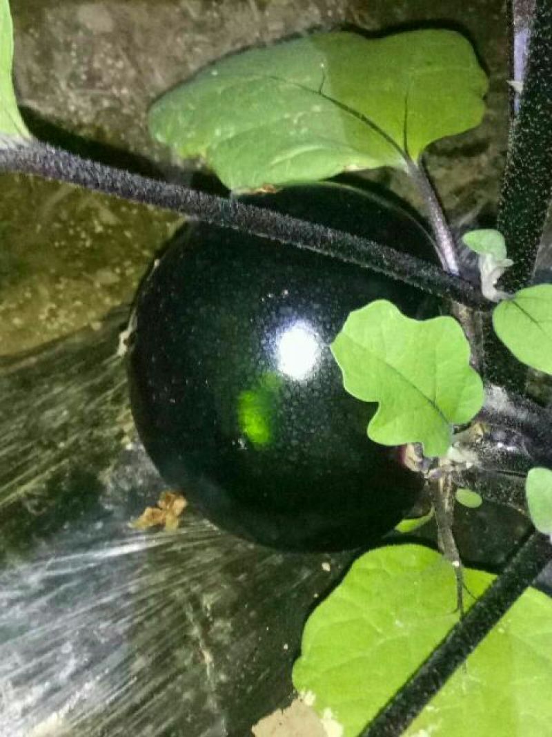紫光圆茄3两以上