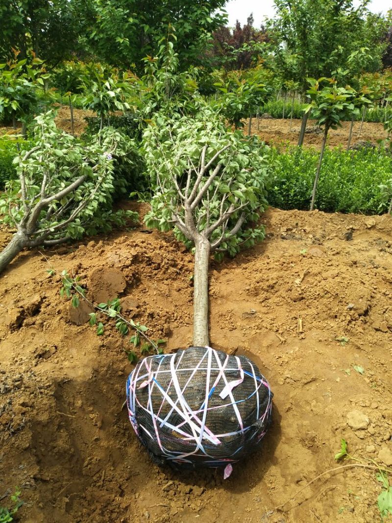 日本晚樱花8~10cm，关山樱花基地供应