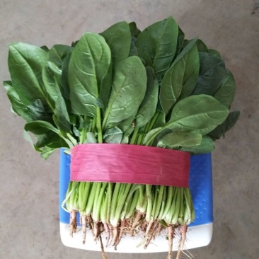 大叶菠菜20~25厘米