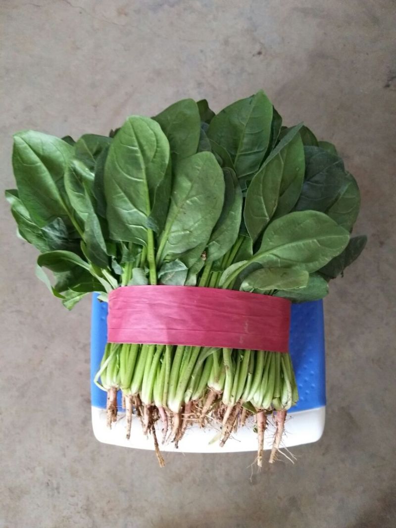 大叶菠菜20~25厘米