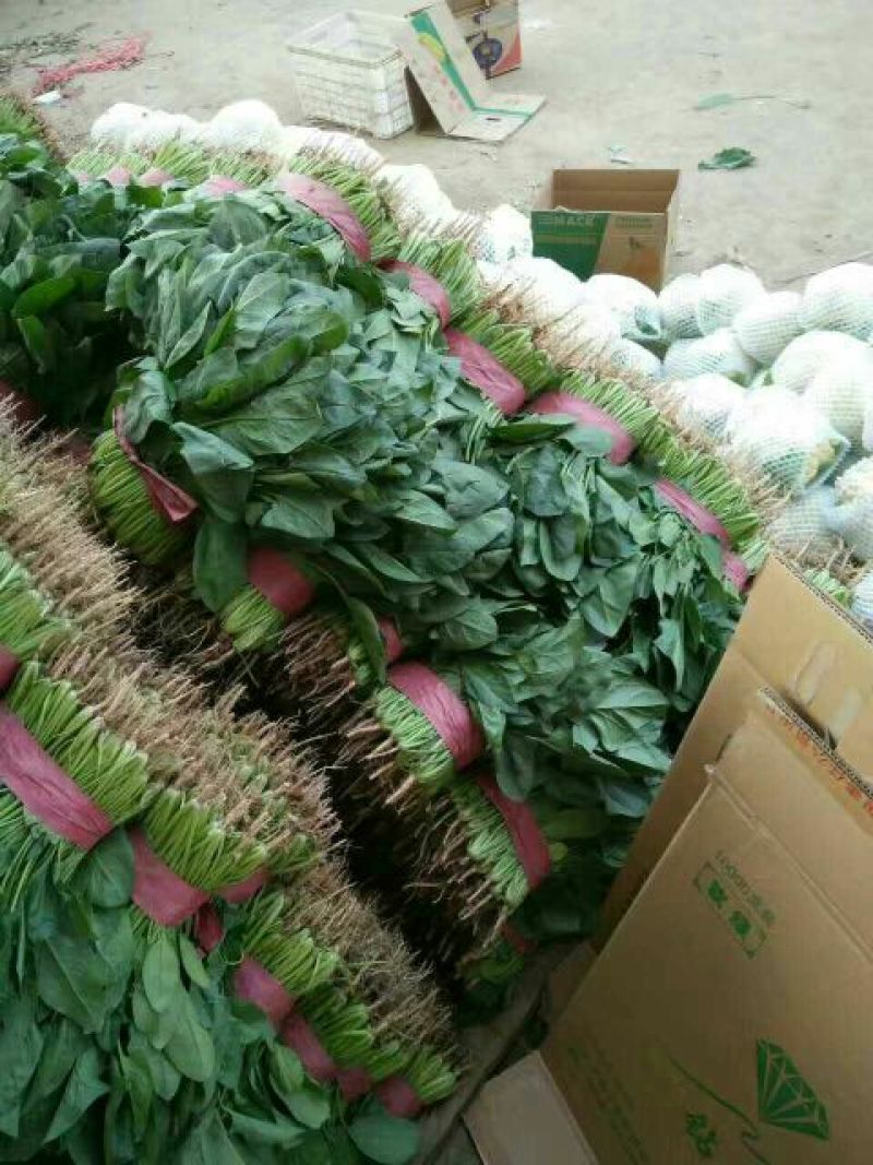大叶菠菜20~25厘米