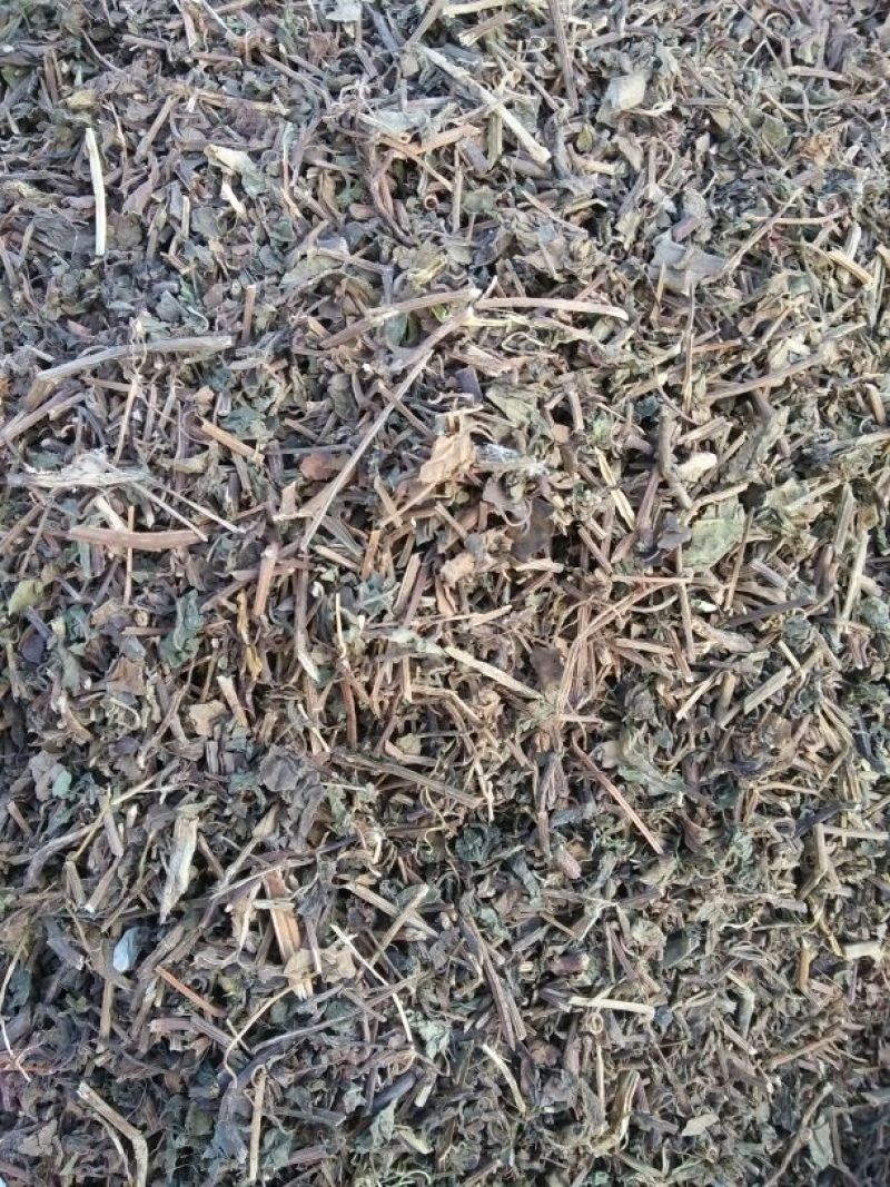 绞股蓝
