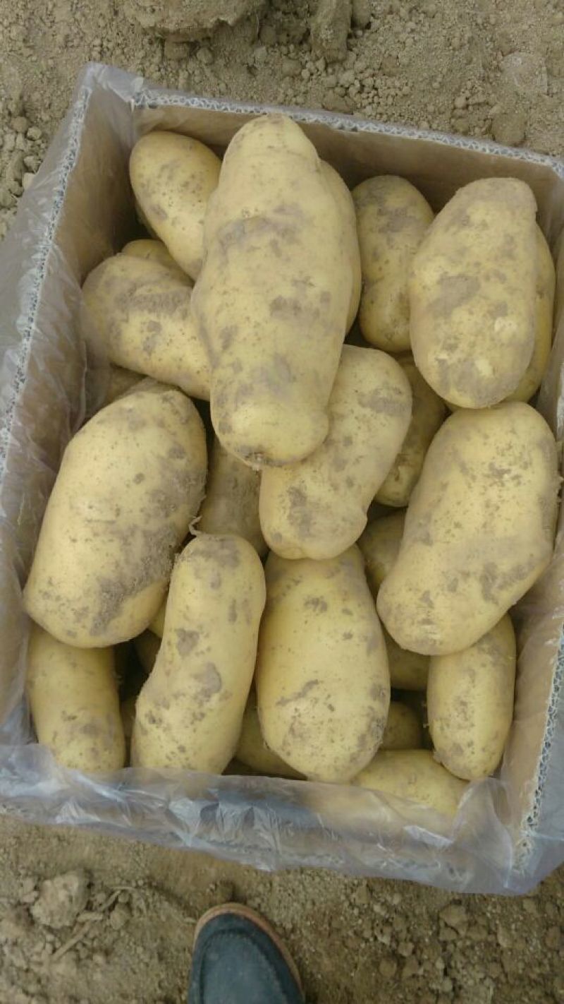 土豆精品4两以上