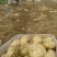 土豆精品4两以上