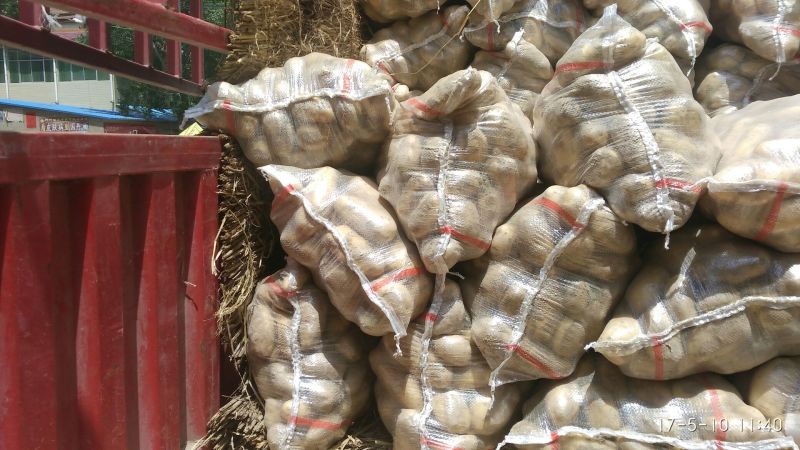 土豆精品4两以上