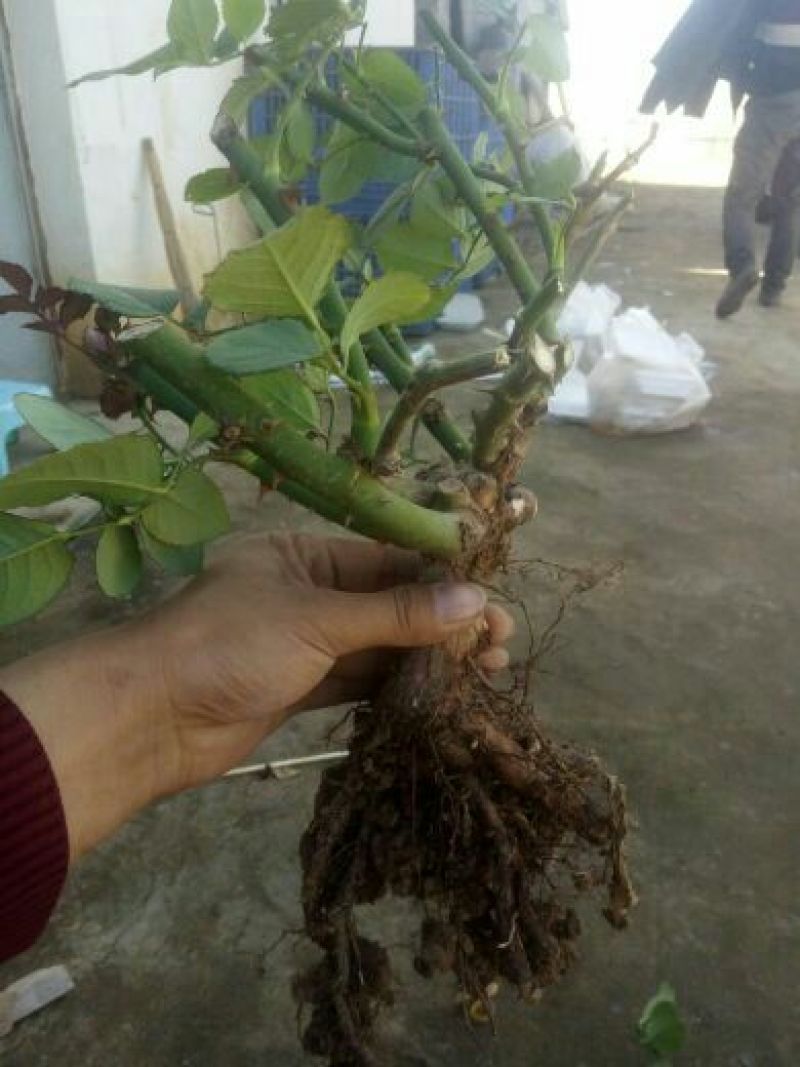 食用玫瑰，大花香水月季20~30cm高，