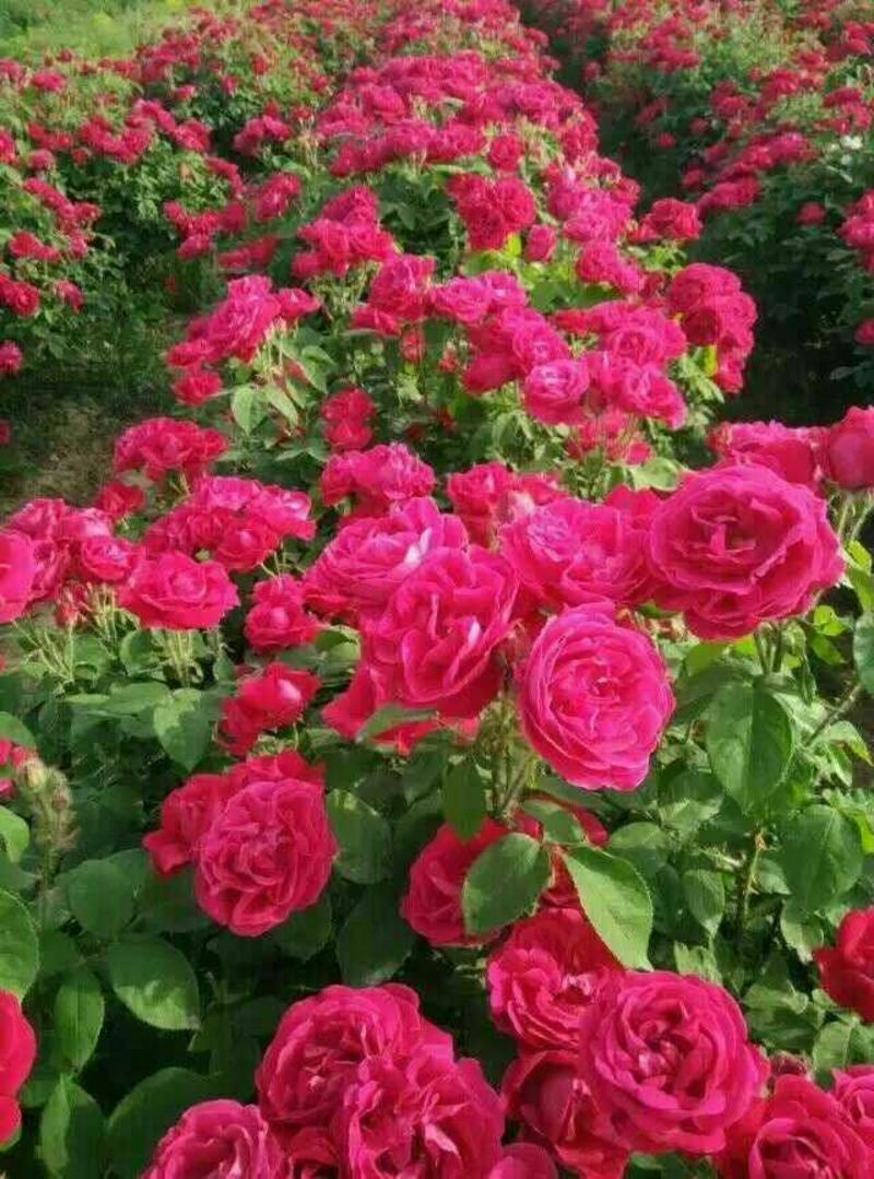 食用玫瑰，大花香水月季20~30cm高，