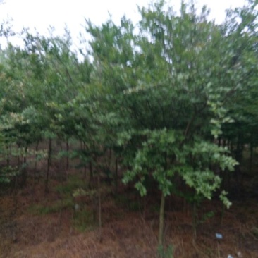 百日红8~10cm1.5~2米1~2米