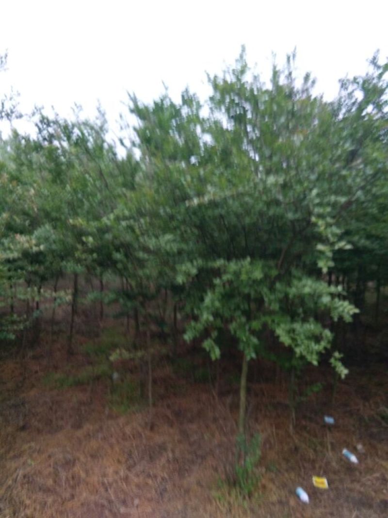 百日红8~10cm1.5~2米1~2米