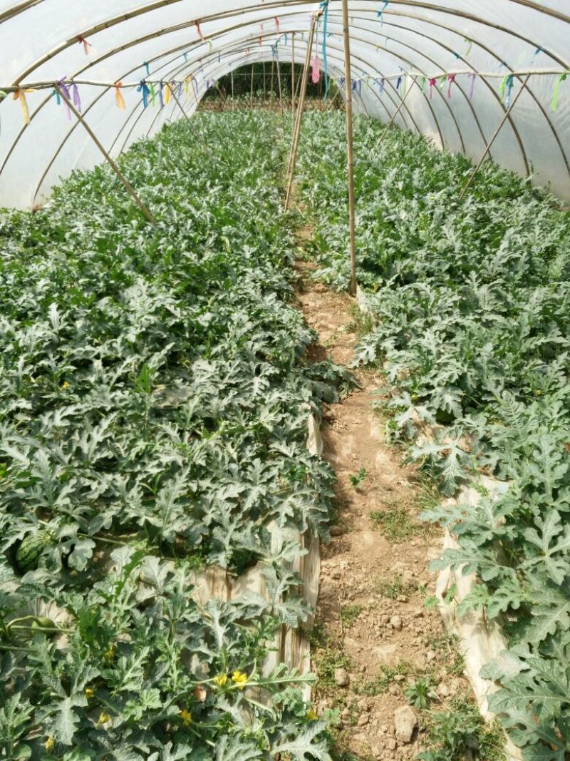 口口脆西瓜3斤打底9成熟1茬