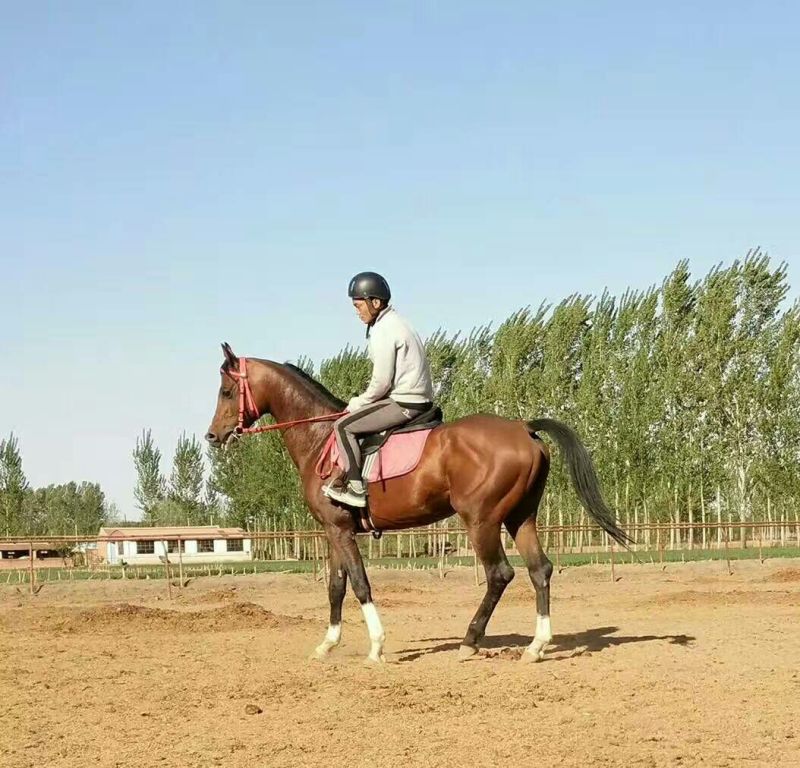 肉马个人骑乘马，速度马