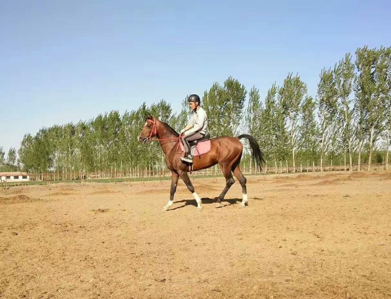 肉马个人骑乘马，速度马