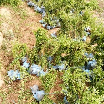 大量现货出售营养杯迎春高度左右40，大田迎春高度60厘米