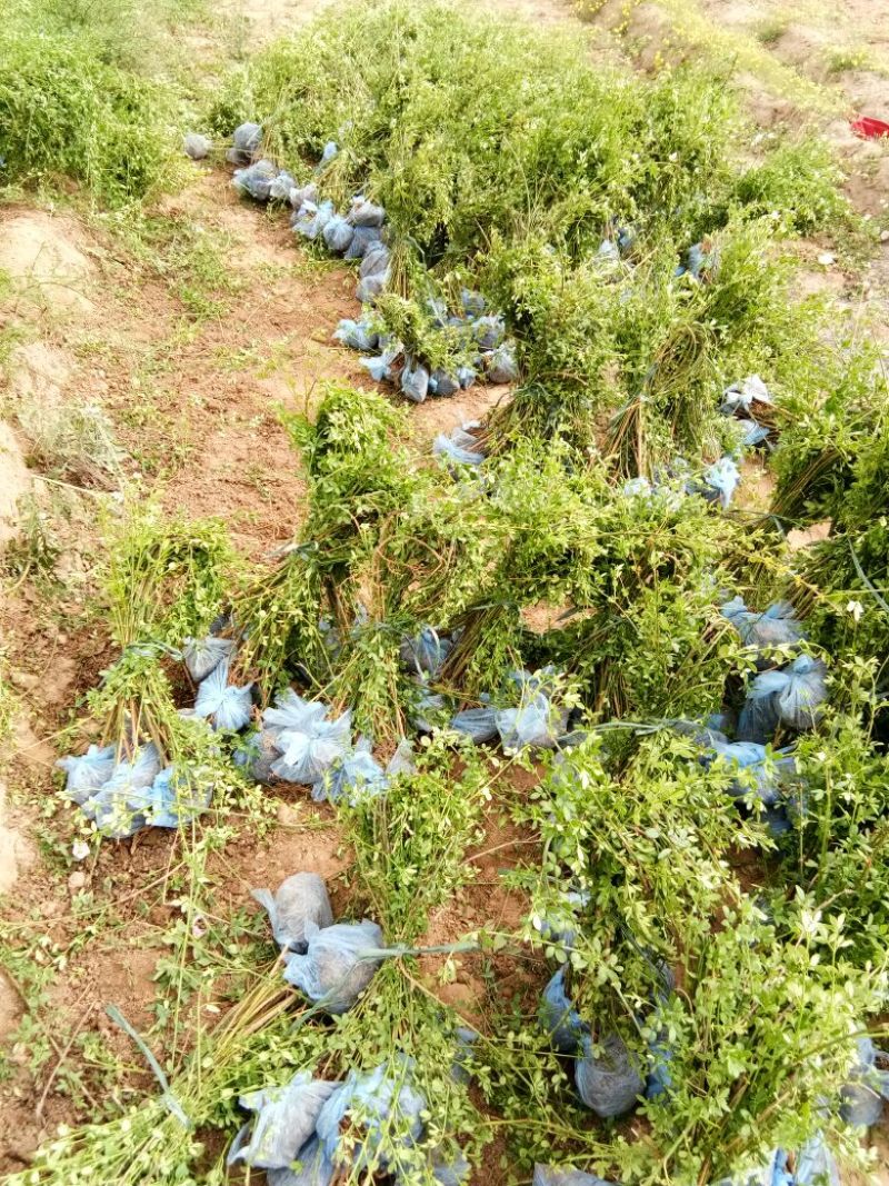 大量现货出售营养杯迎春高度左右40，大田迎春高度60厘米