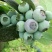 南高丛蓝莓鲜果8~10mm以上