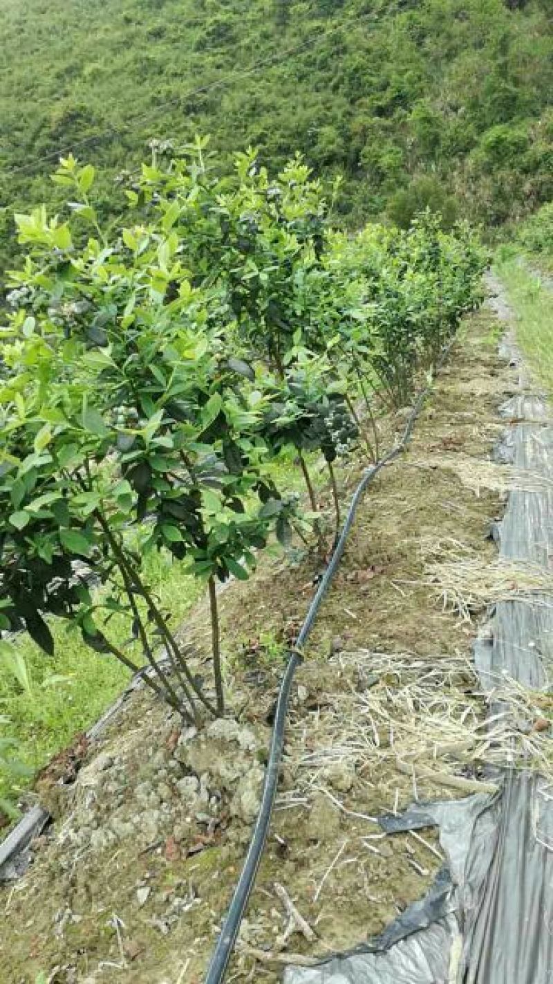 南高丛蓝莓鲜果8~10mm以上