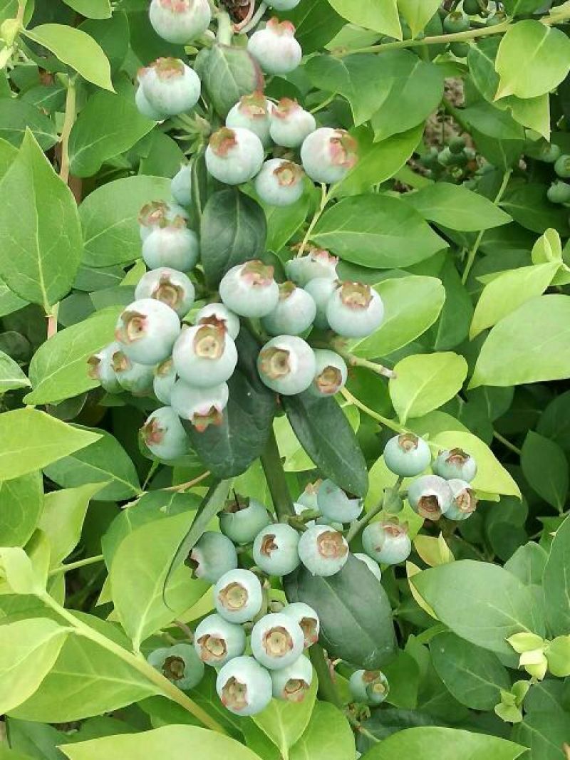 南高丛蓝莓鲜果8~10mm以上