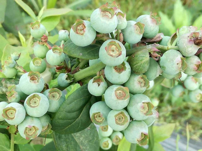 南高丛蓝莓鲜果8~10mm以上