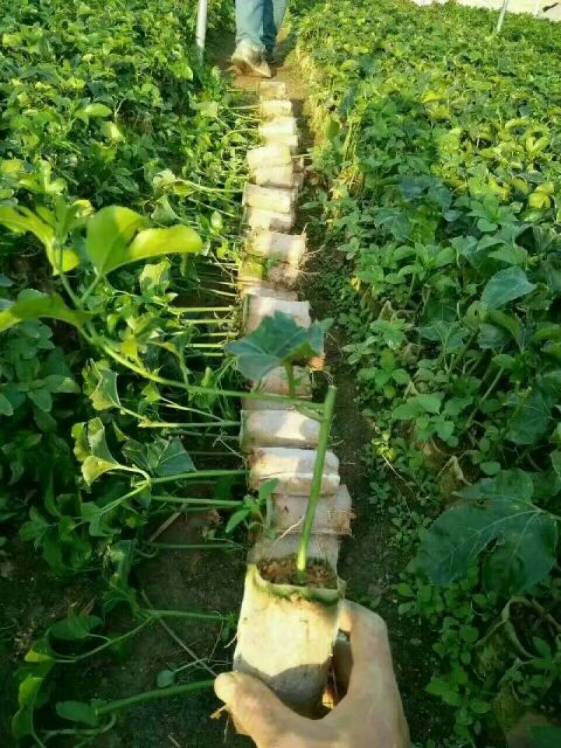 紫香一号百香果苗20~30cm