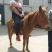 矮马100~200kg