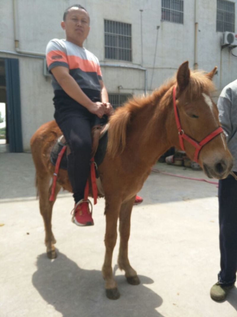 矮马100~200kg