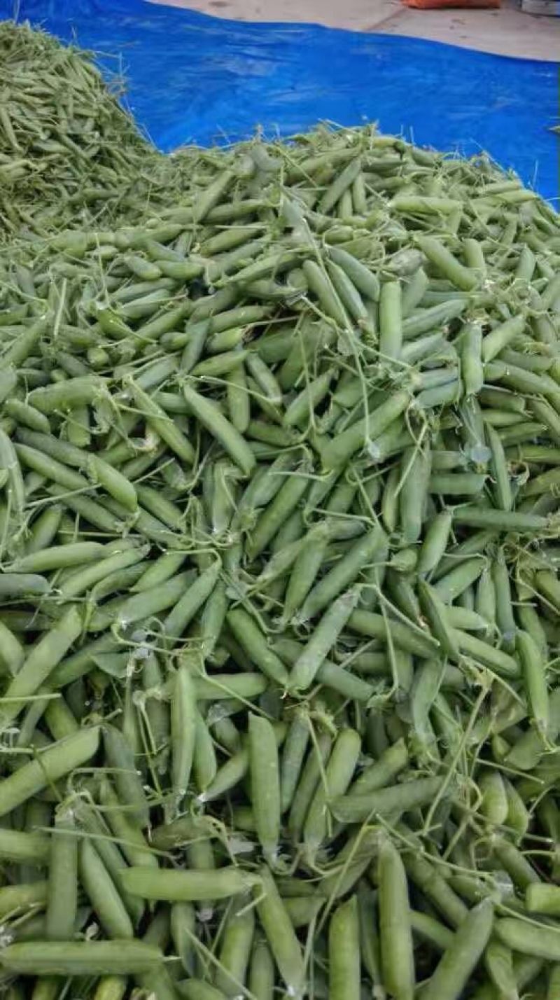 长寿仁甜脆豌豆云南丽江大青豌豆单花单荚