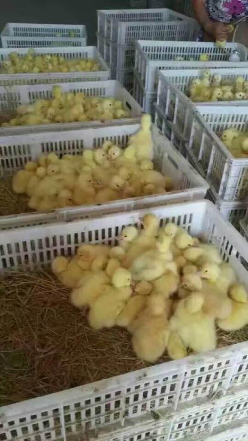 公司常年销售各种鸡鸭鹅苗高价回收成品